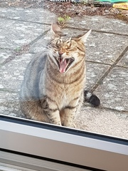 Next door's -thug- cat