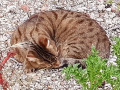 Next door's -thug- cat