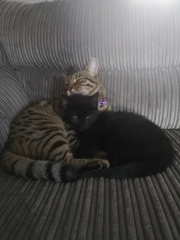I want to show off my cats!