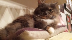I want to show off my cats!