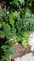 Inherited plants...