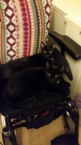 Happy Black Cat appreciation day.