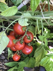 5:2 Thread number 86: Weight loss doesn't begin in the kitchen or the gym; it starts in your head with a decision to go for it !