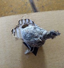 What is this?! (And do I need to burn my house down?)