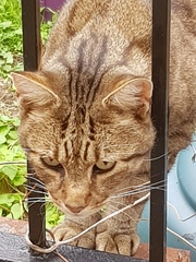 Next door's -thug- cat