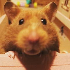 To let my hamster be a house hamster?