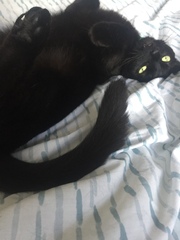 Happy Black Cat appreciation day.