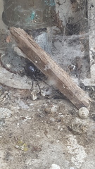 Is this a False Widow?