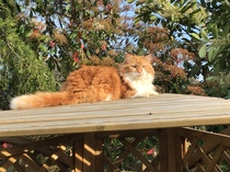 I want to show off my cats!