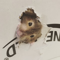 To let my hamster be a house hamster?
