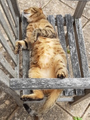 Next door's -thug- cat