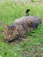 Next door's -thug- cat