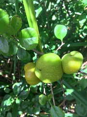 Any Witches Here? Part 9.