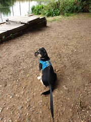 It's International Dog Day! Show us your lovely dogs.