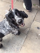 Westminstenders: Game On?