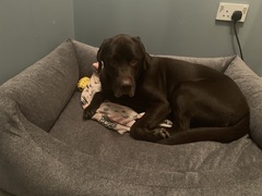 Find out what Mumsnet testers thought of Sleepeezee personalised dog beds