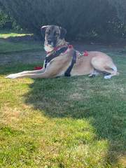 It's International Dog Day! Show us your lovely dogs.