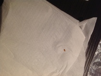 To be freaking out about bedbugs in premier Inn....