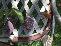 Diseased plum tree - any advice?