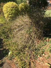 Pruning old shrubs