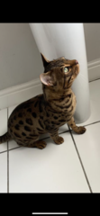 Adopting a retired Bengal stud??