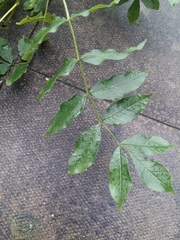 Sumac or Tree of Life?
