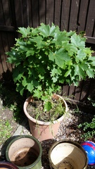 Inherited plants...