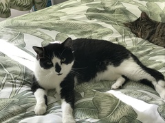 We're getting a cat.