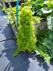Allotment/Veg Patch Thread 14 ! growing into summer