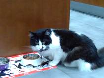 Getting a cat- the basics please!