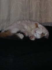 Miaow!