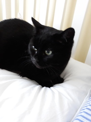 Happy Black Cat appreciation day.