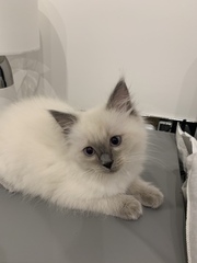 Ragdoll kittens update thread