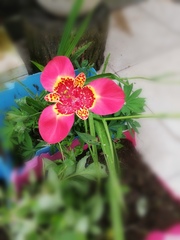 Help identify this plant please