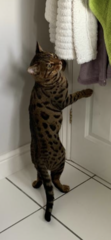 Adopting a retired Bengal stud??