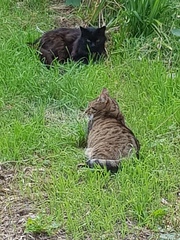 Next door's -thug- cat