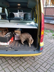 Next door's -thug- cat