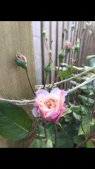 Rose for shade - north facing front garden