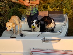 Next door's -thug- cat