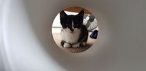 To ask you for help to name our kitten (pics included)