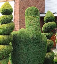 Someone has cut my hedge
