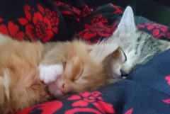 One or two kittens