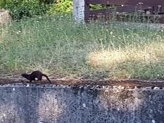 Happy Black Cat appreciation day.