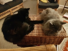 What's your DCat up to today? (Thread 7!)