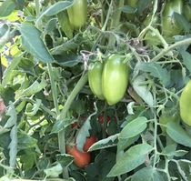 Allotment/Veg Patch Thread 14 ! growing into summer