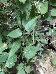Plant IDs please and thank you.