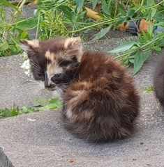 Urgent kitten taming question