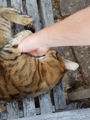 Next door's -thug- cat