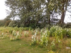Is this Japanese Knotweed?