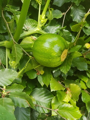 Allotment/Veg Patch Thread 14 ! growing into summer